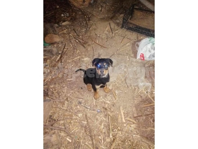 İri Pati Rottweiler Yavrusu