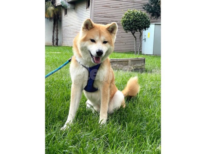 Japon Akita