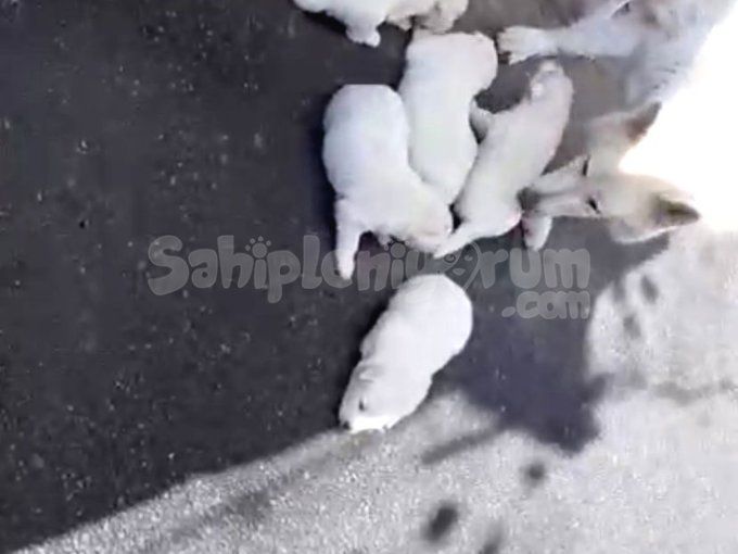Ev Doğumlu Orjinal Safkan Beyaz Alman Kurdu Yavrular