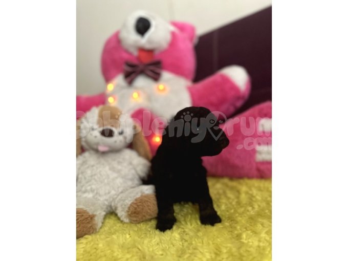 Erkek Poodle 