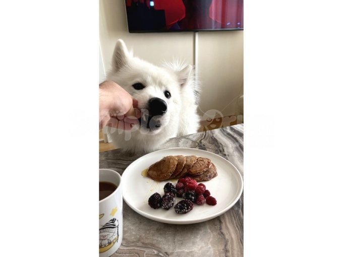 15 Aylık Erkek Samoyed 