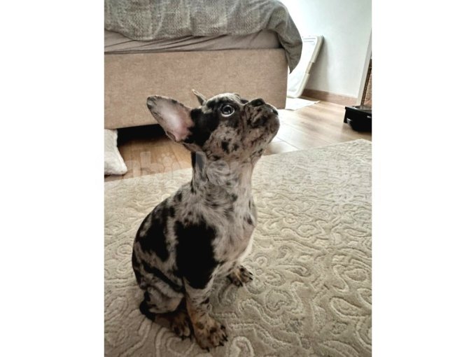 French Bulldog Yavrusu Sahiplendiriyorum