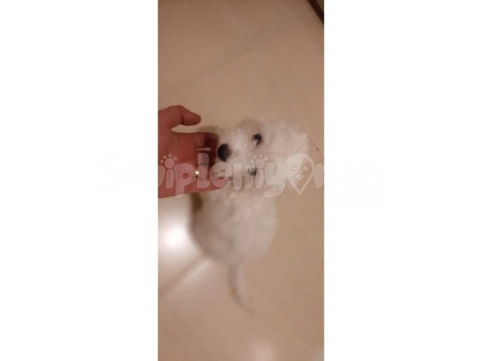 5 Aylık Maltese Terrier Ücret Alınmayacaktır