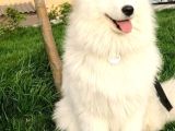 Samoyed erkek , en tatlı erkek