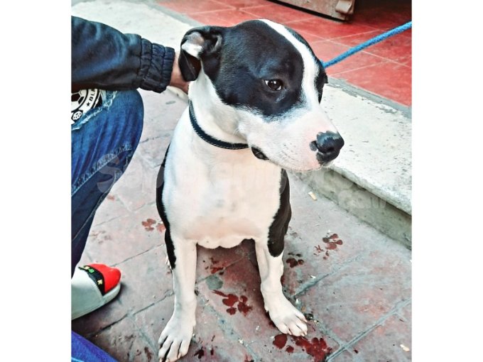 American Pitbul 7 Aylık Erkek