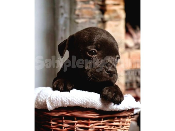 Fci Kif A Şecereli Şampiyon Yavruları Staffordshire Bull Terrier