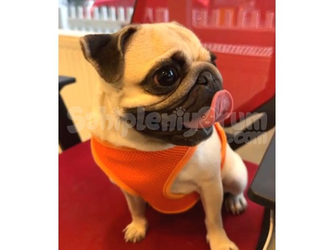 Churchill isimli 2,5 Yaşında olan Pug Cinsi Köpeğimizi sahiplendirmek istiyorum.
