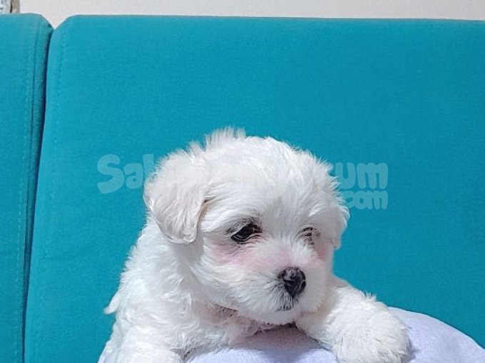 2 Aylık Yavru Maltese Terrier Aşıları Tam Tuvalete Eğitimi Var
