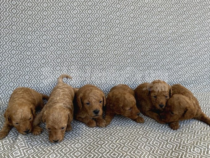 Toy Poodle Yavrularımız 