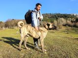Dev Anadolu Çoban Köpeği Yavruları