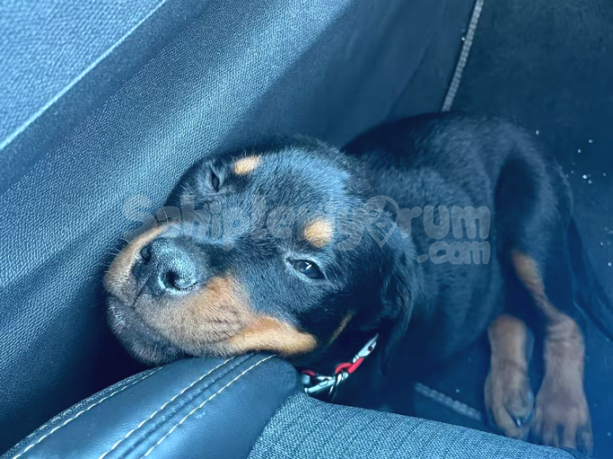 Yavru Erkek Rottweiler 