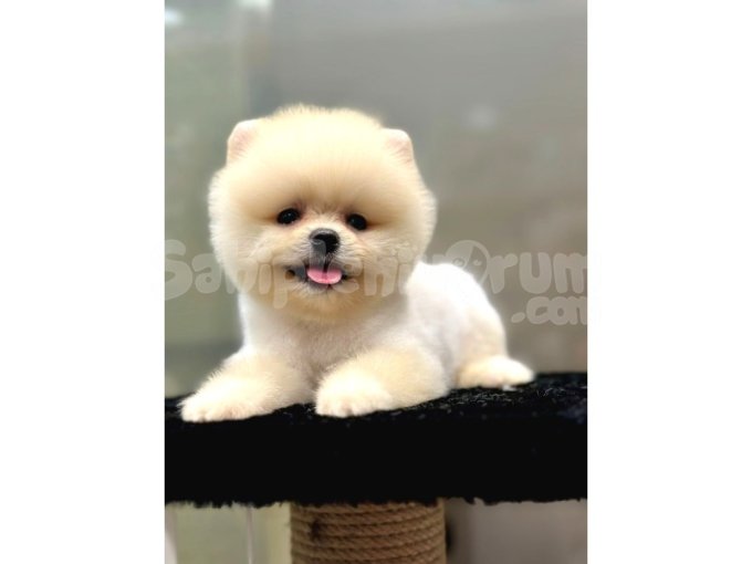 Orjinal Pomeranian Biblo Suratlar 