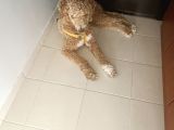 1 yaşında Erkek Labradoodle