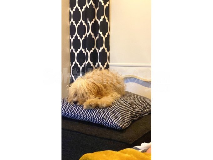 Cavapoo Irk Dişi