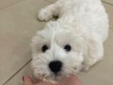 3 aylık sütten yeni kesilmiş maltese terrier