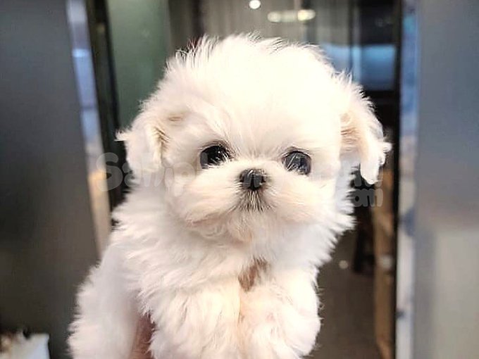 Pamuk Gibi Teacup Yavrular