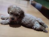 Toy poodle Sağlıklı kontrolü