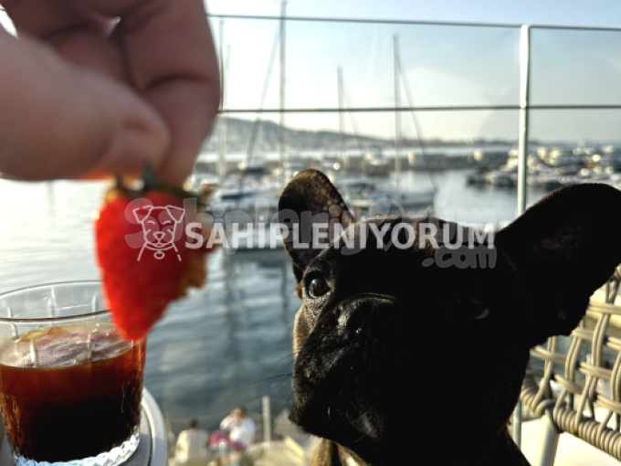 1,5 Yaşında Tiger French Bulldog Oyuncu Köpeklerle Arası Iyi