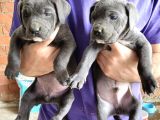 Canecorsa blue bebekler