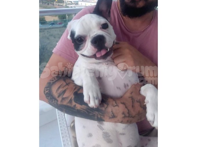 1 Yaşında Safkan Kuyruksuz Erkek French Bulldog 