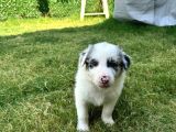 Renk Renk Border Collie