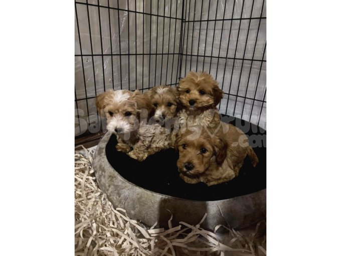 Maltipoo Yavrularımız Evinizin Neşesi Olacaktir