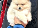 Pomeranian Yavrularımız Evinizin Neşesi Olacaktır