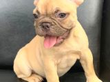 Süper Güzelli̇kte French Bulldog Blue Fawn Erkek Yavru