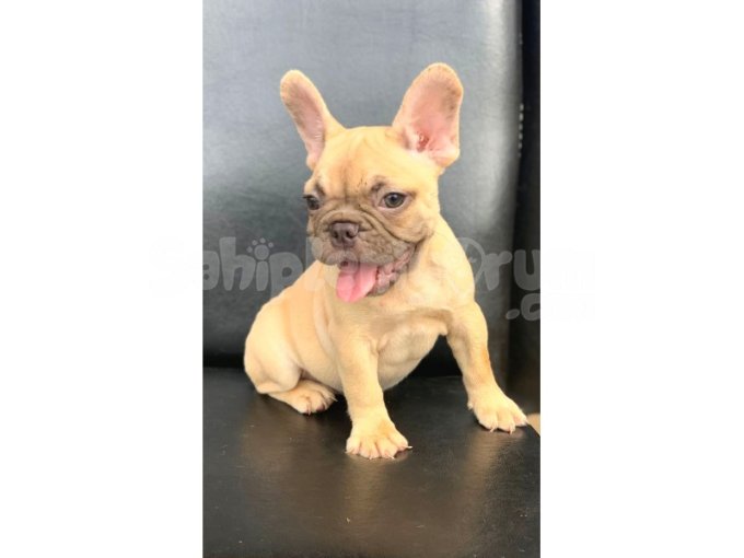Süper Güzellikte French Bulldog Blue Fawn Erkek Yavru