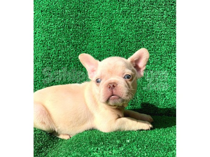 Muhteşem Güzellikte French Bulldog Platinyum Dişi Ve Erkek Yavrularımız