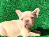 Muhteşem Güzelli̇kte French Bulldog Platinyum Dişi Ve Erkek Yavrularımız