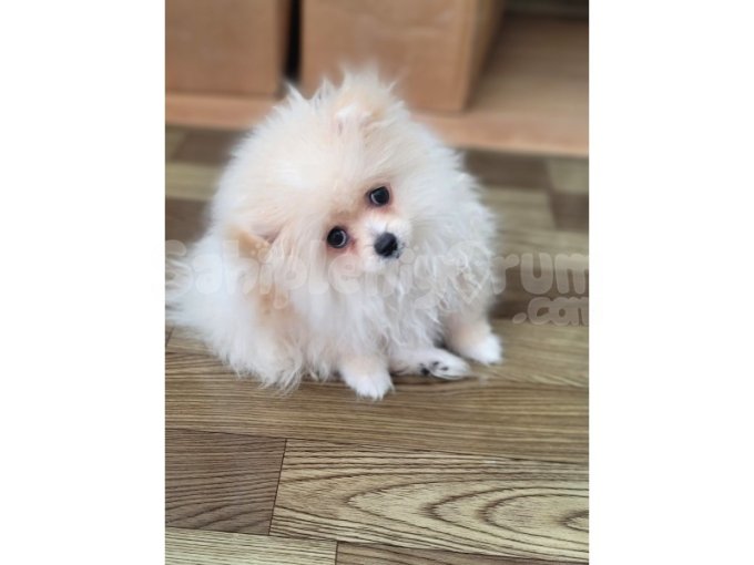Pomernian Boo 