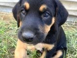 Labrador & Rottweiler kırması 2 aylık bu güzel yavrular ÜCRETSİZ SAHİPLENDİRİLECEKTİR.  