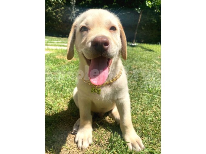 3.5 Aylık Şampanya Renk Labrador Yavrusi