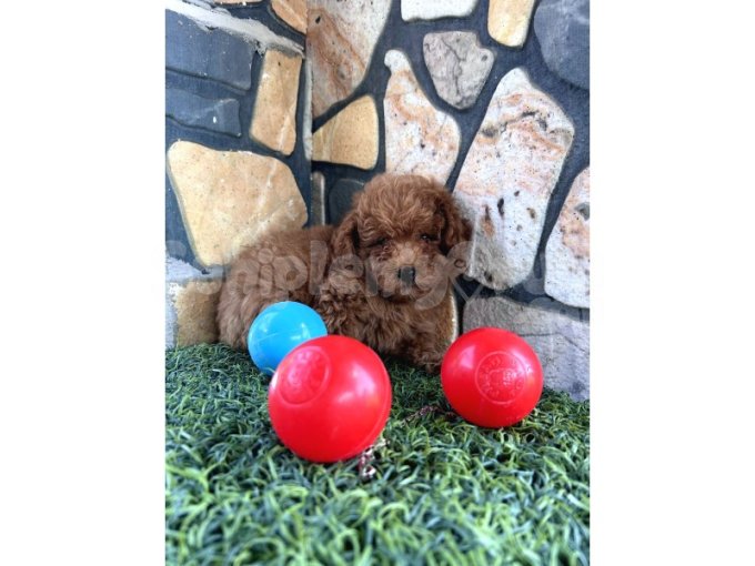 Sevimli Toy Poodle Yavrularımız