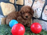 Sevimli Toy Poodle Yavrularımız