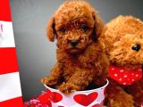 Micro toypoodle 2 kg