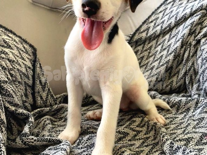 Jack Russell Terrier