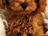 Veteriner teknikerinden toy poodle 