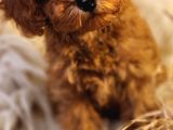 Veteriner teknikerinden toy poodle 