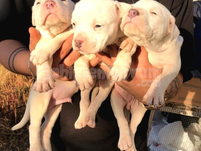 50 Günlük Albino Yavruları