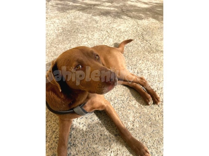 Ücretsiz Labrador Kırması Sahiplendirilecek Erkek