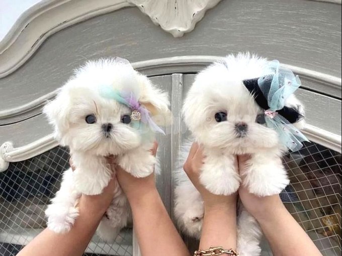 Lüks Maltese Terrier Yavruları - Eğitimli ve Sağlık Garantili