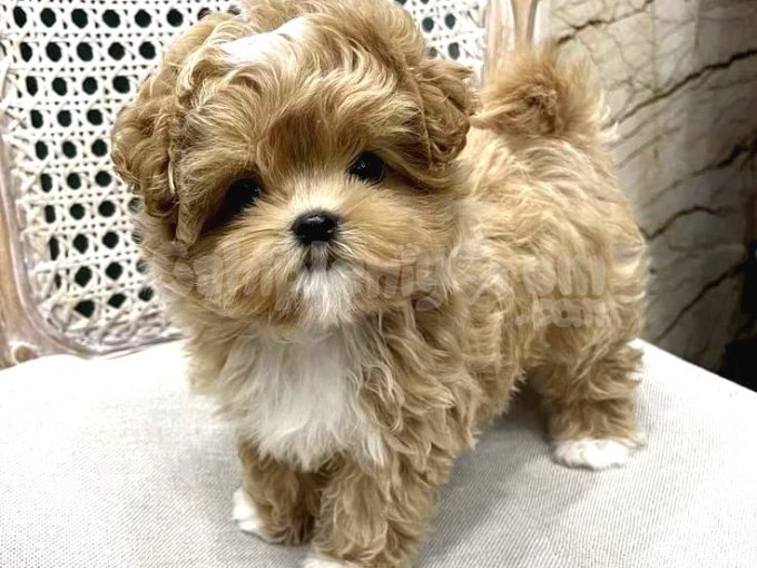 Korean Export Maltipoo Bebeklerim