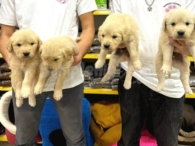Golden Retriever Yavrularımız Evinizin Neşesi Olacaktır