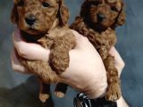 TOY POODLE YAVRULARIMIZ EVİNİZİN NEŞESİ OLACAKTIR