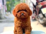 KOREAN TOY POODLE YAVRULARIM