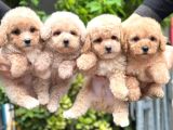 KOREAN TOY POODLE YAVRULARIM