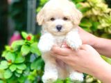 KOREAN MALTIPOO BEBEKLERIM 