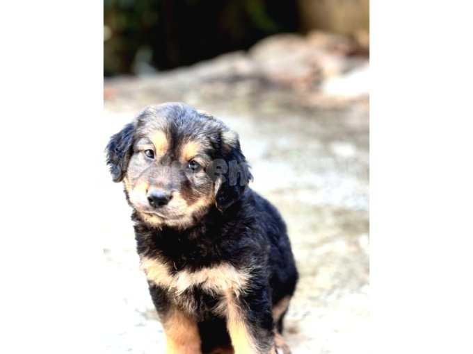 Golden Retriever Yavru 